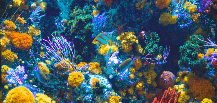 Fish swimming in colorful coral reef.