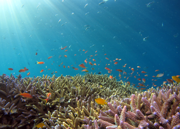 School of fish swimming in ocean near colorful coral reef.